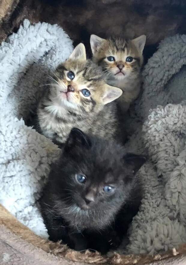 Три котенка