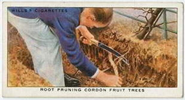 Как обрезать корни плодовых деревьев: Органическая еда, натуральные продукты
