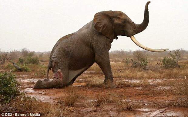 В слона выстрелили ядовитой стрелой, спасение отравленного ядовитой стрелой слона, спасение слона в Кении