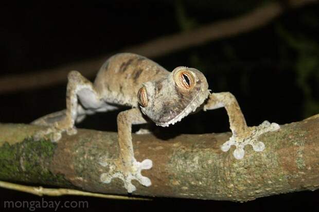 Uroplatus Geckos. животные, интересное, мадагаскар, факты, эндемики мадагаскара