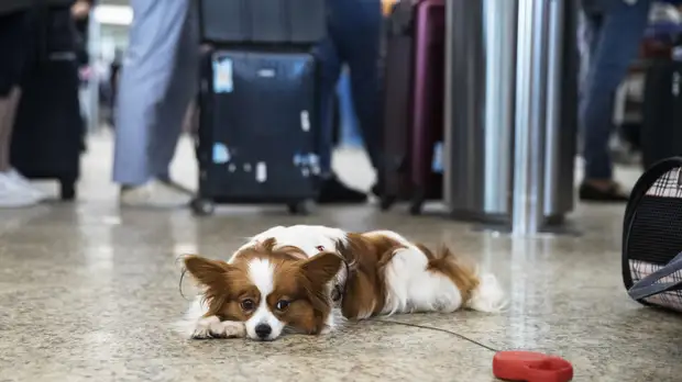 Более 10 авиарейсов задержали на Камчатке из-за плохой погоды