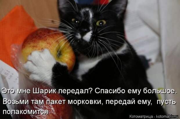 Лучшие котоматрицы недели