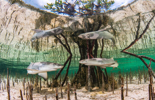 Лимонные акулы в мангровых лесах