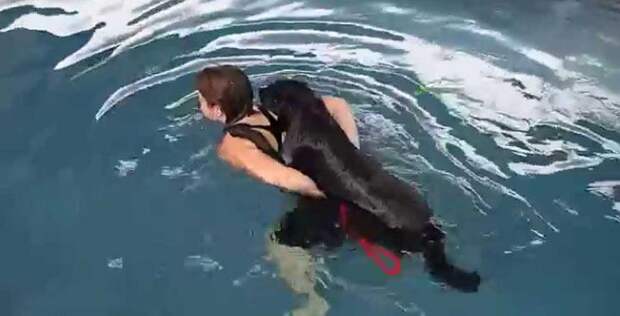 Женщина кричала что не войдет в воду, где купается собака