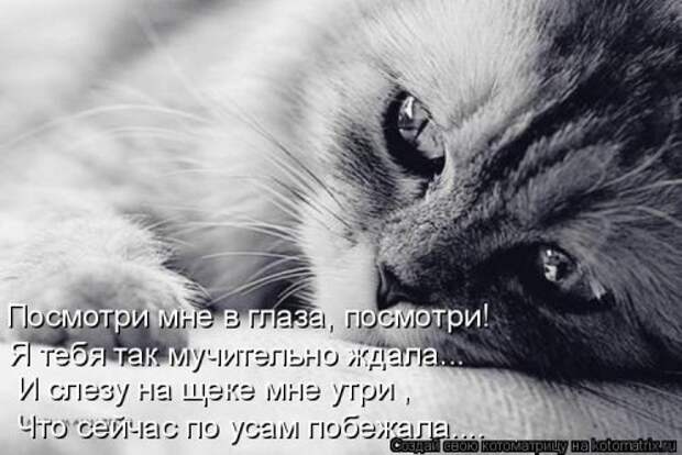Свежая котоматрица на Бугаге (37 фото)