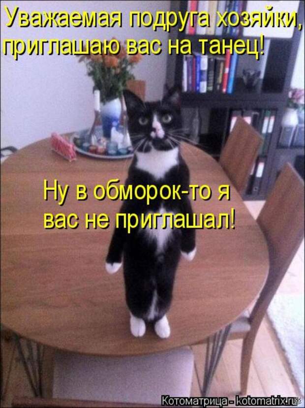 Приколы в котоматрице 2