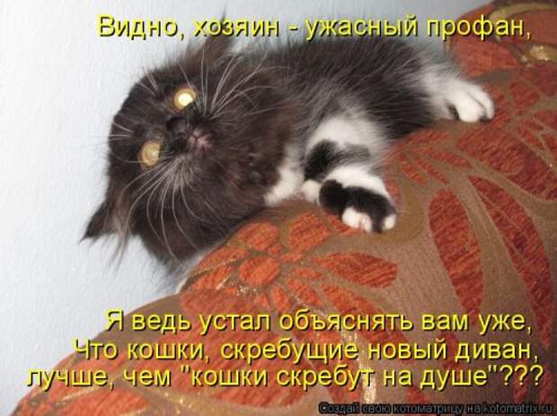 Новая котоматрица для всех! (34 фото)