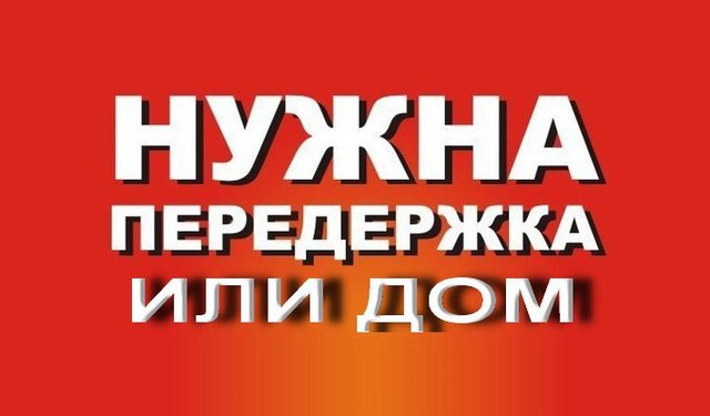 Закончился дачный сезон, все уехали. А там, на опустевших участках остались два рыжих солнышка... Умоляем, возьмите, хотя бы на время!