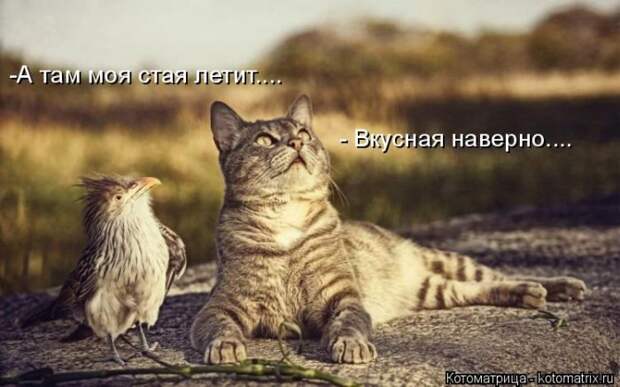 Лучшие котоматрицы недели