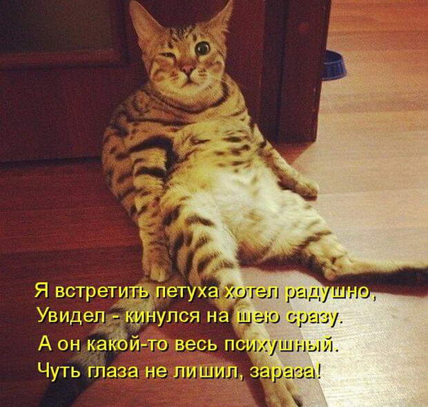 Лучшие котоматрицы недели