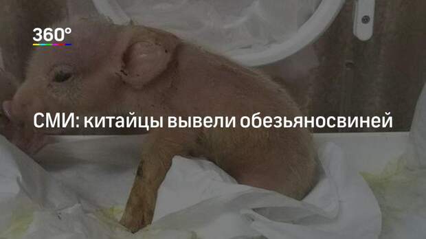 СМИ: китайцы вывели обезьяносвиней