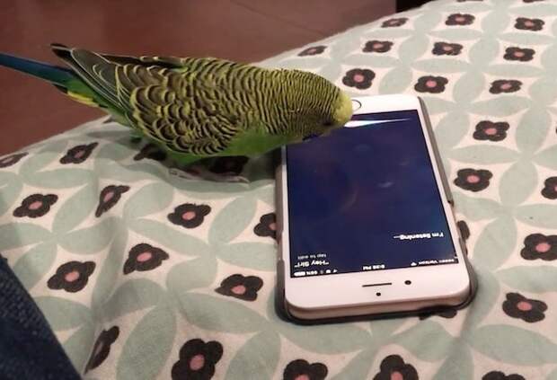 Волнистый попугайчик активирует голосом Siri на iPhone