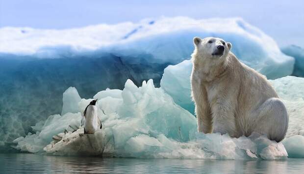 Почему белые медведи не мерзнут? излучение, медведь, мороз, почемучка, тепло, холод