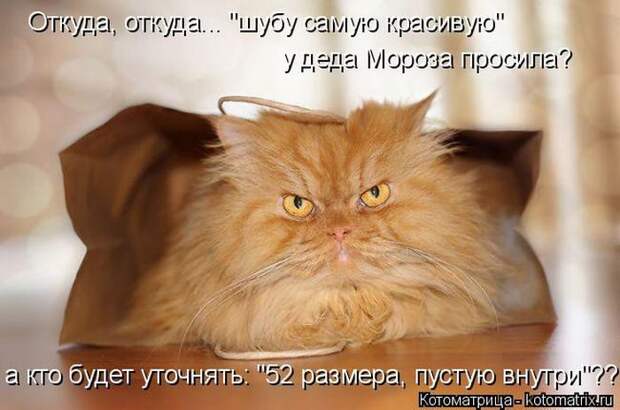 Лучшие котоматрицы недели