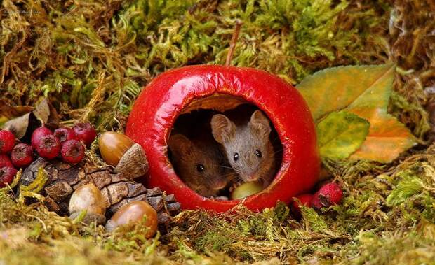 https://twizz.ru/wp-content/uploads/2018/11/miniature-mice-family-house-simon-dell-50.jpg