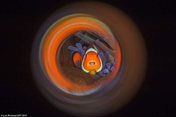 Высокая оценка жюри в категории «Макро». Рыба-клоун Underwater Photographer of the Year, животные, под водой, фото