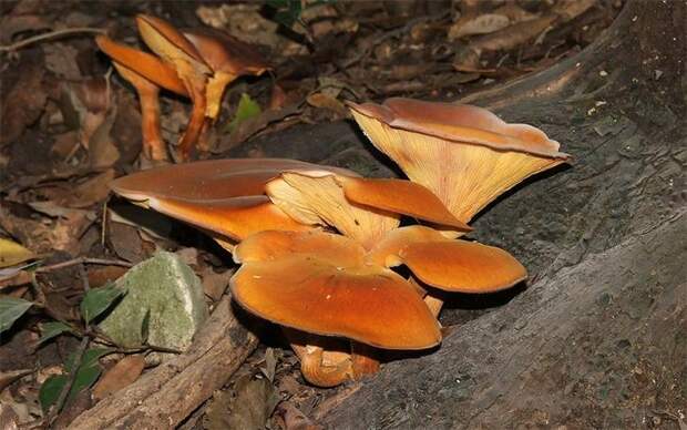 Омфалот маслиновый. Самые опасные и ядовитые грибы. Фото с сайта NewPix.ru