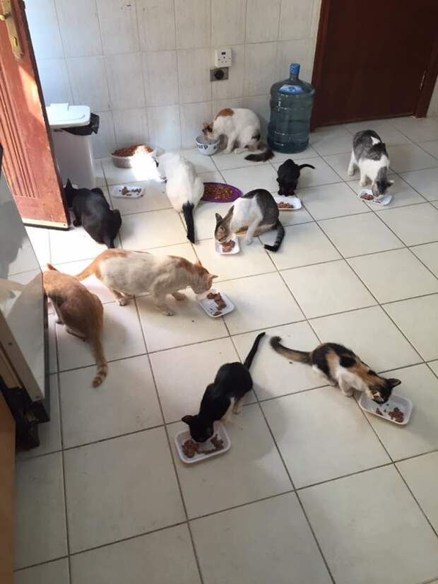 Просто обычный день... кошатница, кошка, кошки, помощь бездомным животным, приют для животных, приют для кошек
