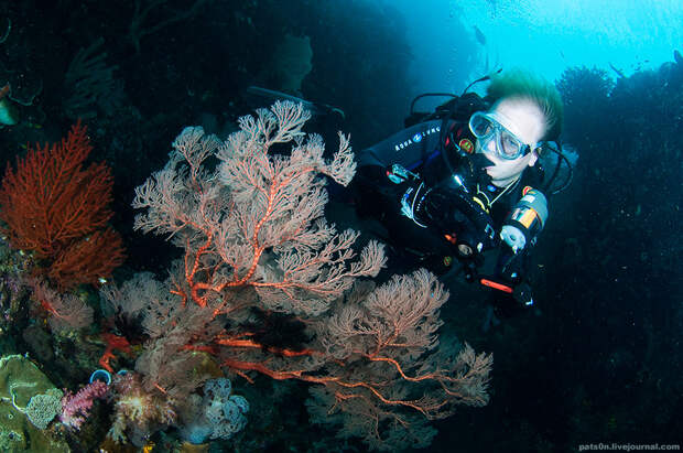 Фотография: Волшебный мир архипелага Раджа Ампат №21 - BigPicture.ru