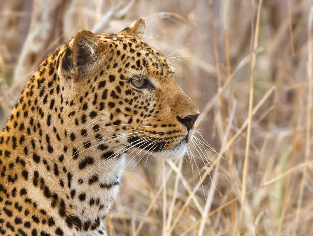 Африканский леопард