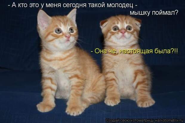 Кошатина да псятинка позитивная, этакая забавная, с надписями, очень много на выходные