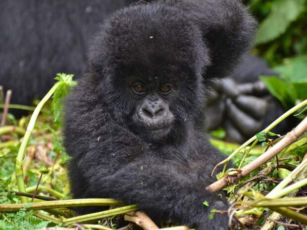2. Горные гориллы – Руанда.