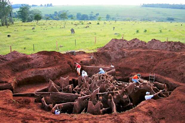 Сколько муравьев в муравейнике?