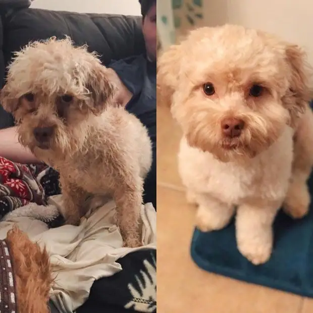 До и после того, как как их спасли и подарили дом