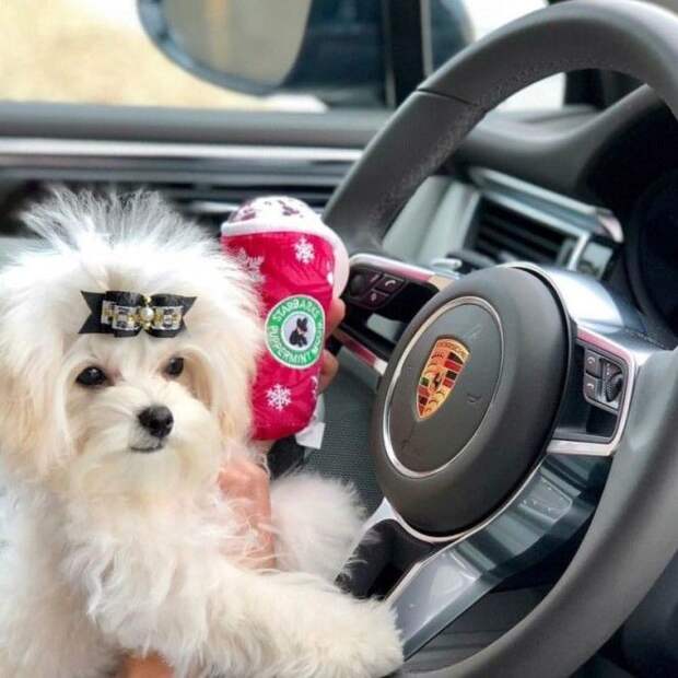 Собаки, которые живут круче большинства людей