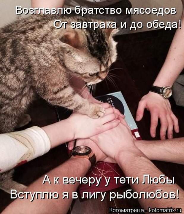 Лучшие котоматрицы недели (50 фото)