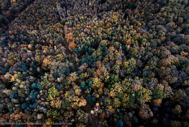 Лес во Франции.