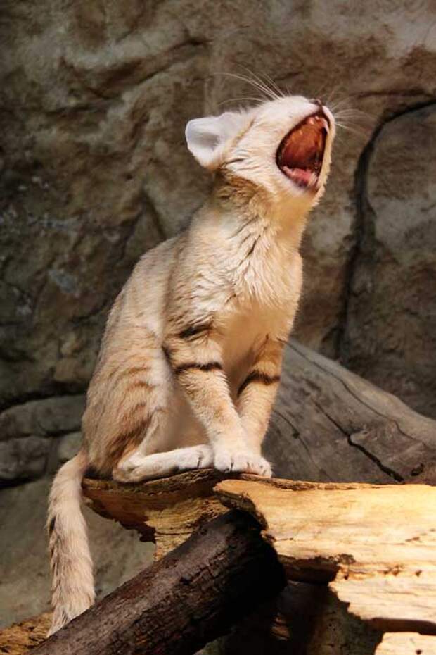Песочный кот