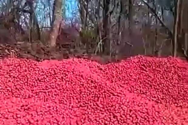 Кубанские фермеры выбросили урожай редиса