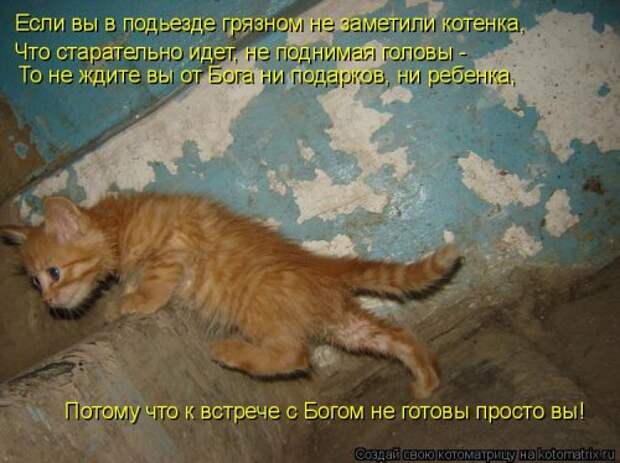Новая котоматрица для всех (34 фото)