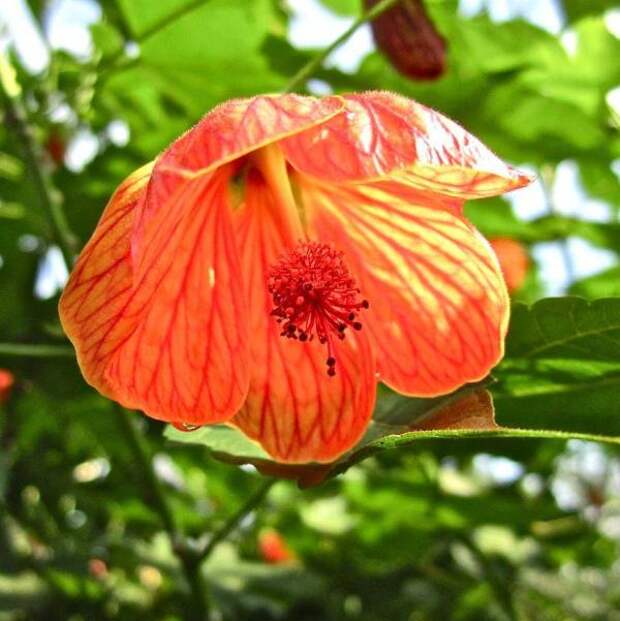 abutilon4