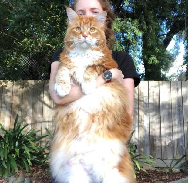 Самый длинный в мире кот: какой он, где живёт и чем покоряет сердца