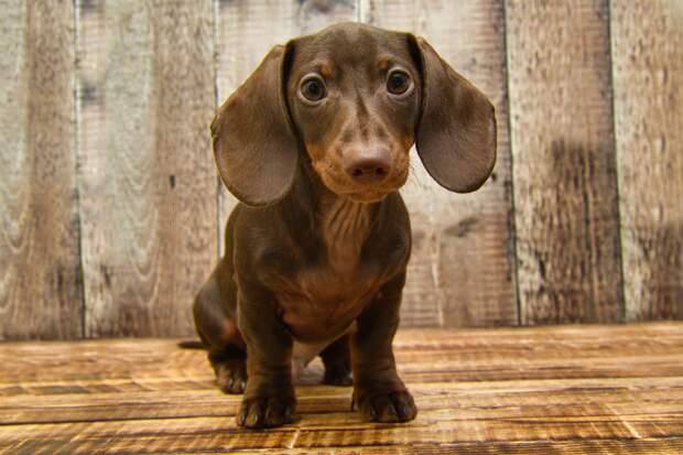 Ветеринар назвал семь худших пород собак для новичков