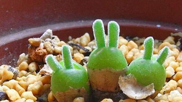 Необычные растения в виде кроликов набирают популярность в Японии