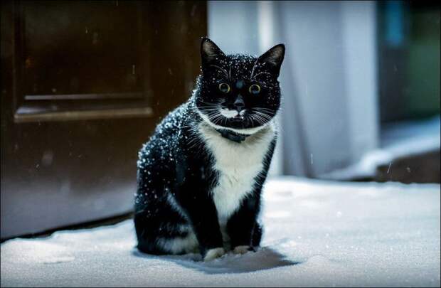 Зимние забавы кошек