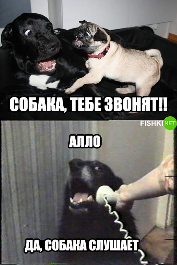 34 самых смешных собачьих фото, известных человечеству животные, мемы, собаки, юмор