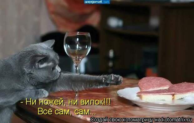 Лучшие котоматрицы недели