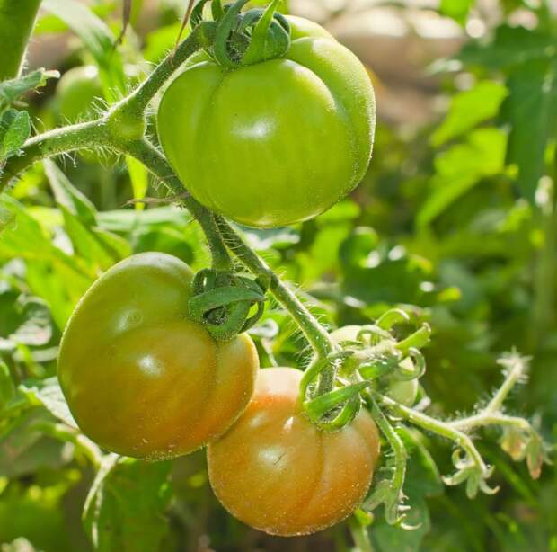 плодоношение томатов