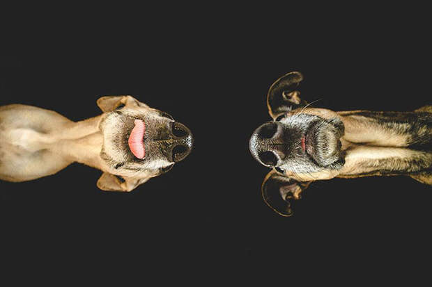 Очень позитивные фотографии собак от Elke Vogelsang