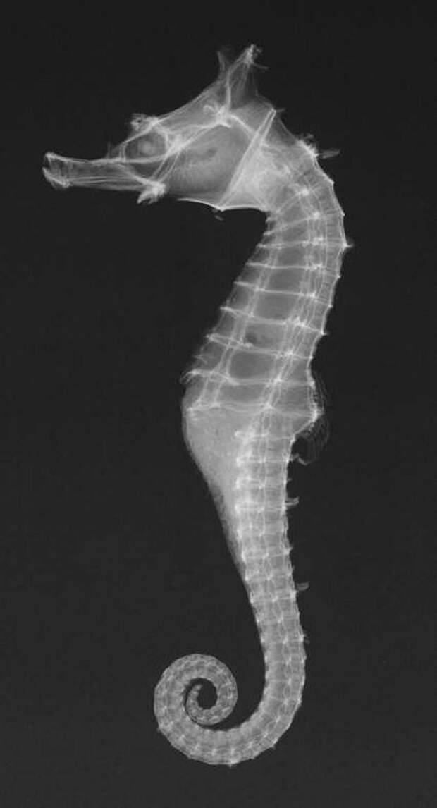 7. Морские коньки невероятно крутые животные, рентгеновские снимки