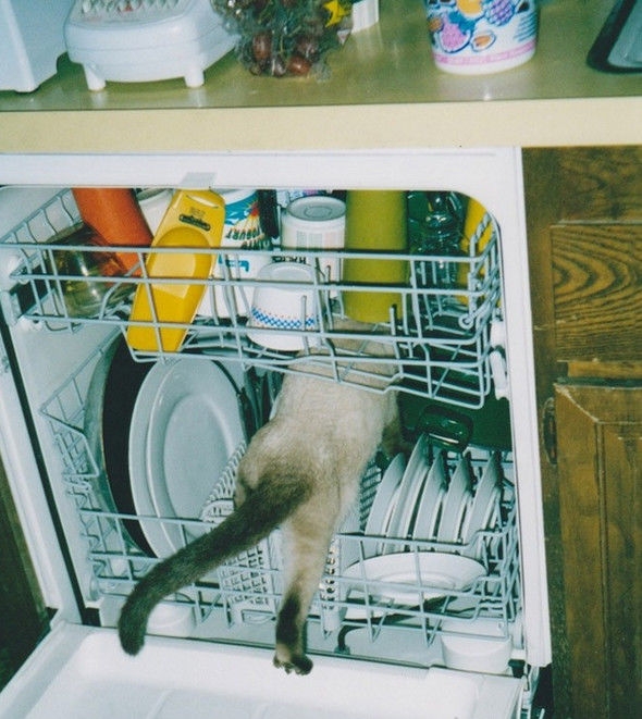 смешные кошки коты, кошки странные места поспать, коты неподходящие места прилечь, кошки выбирают место