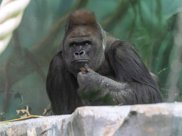 В Московском зоопарке гориллы вышли на первую весеннюю прогулку