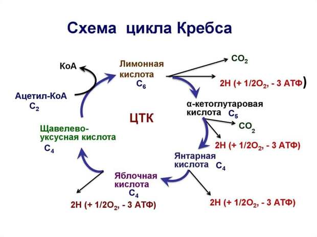 Источник https://ru.wikipedia.org/wiki/Цикл_трикарбоновых_кислот