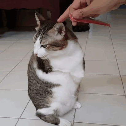 Двухлапый кот