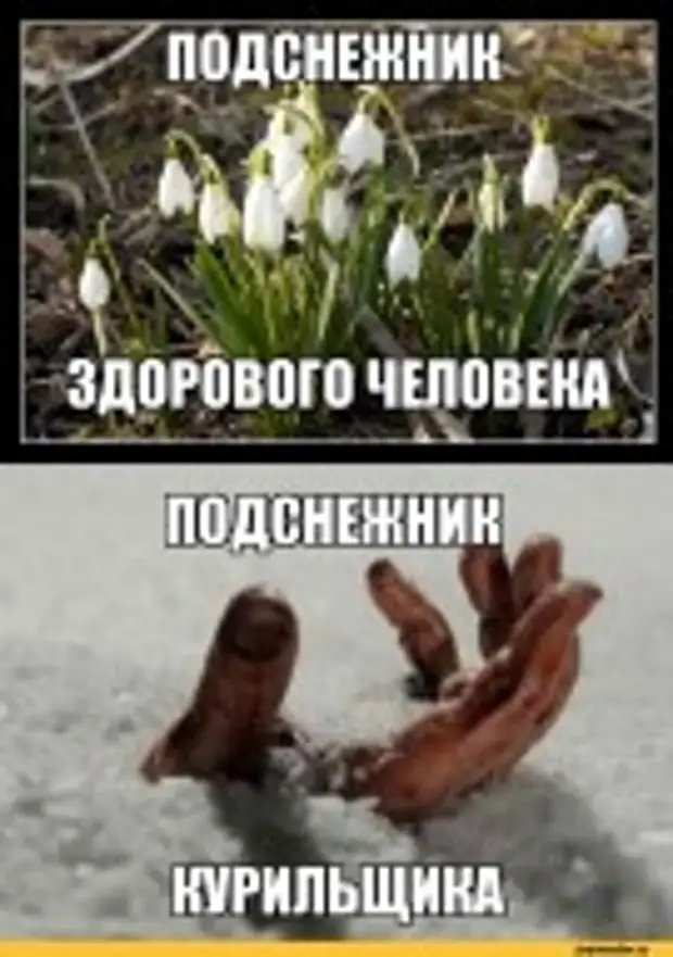 Приколы про март картинки с надписями. Смешное про весну. Подснежники юмор.