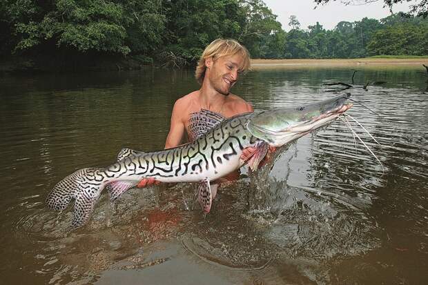 Одна из красивейших рыб в Амазонии — псевдоплатистома тигровая (Pseudoplatystoma tigrinum).